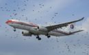 Do Airplanes Avoid Birds? – Can Birds Bring Down A Plane?