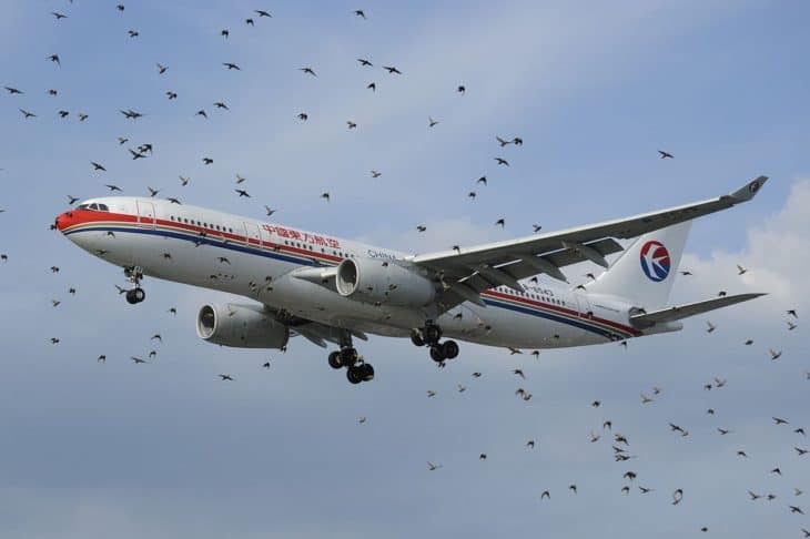 An Airbus A330 of China Eastern behind a flock of birds at London Heathrow