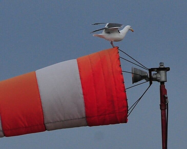 seagull on windsock