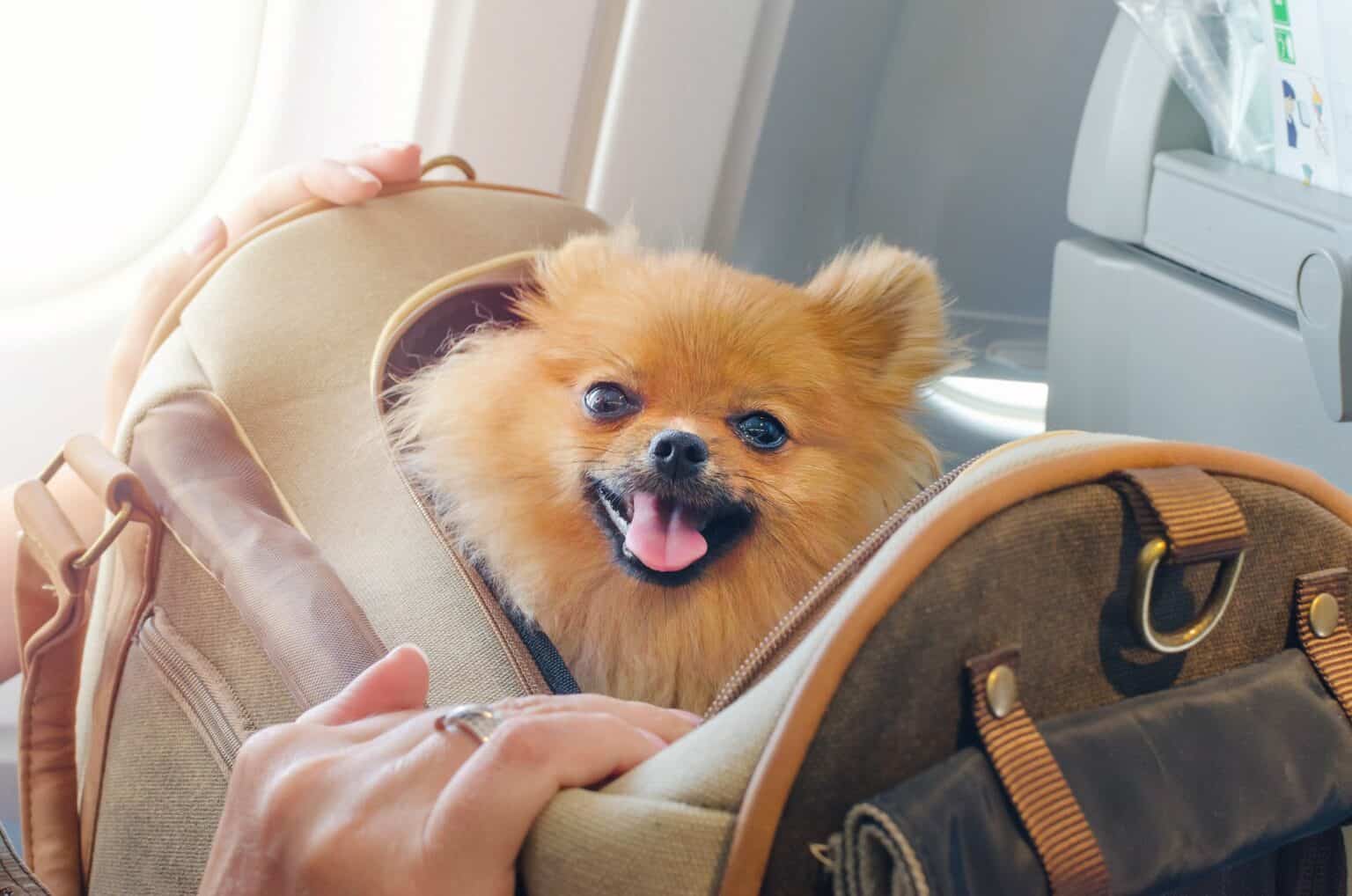 dog in airplane cabin