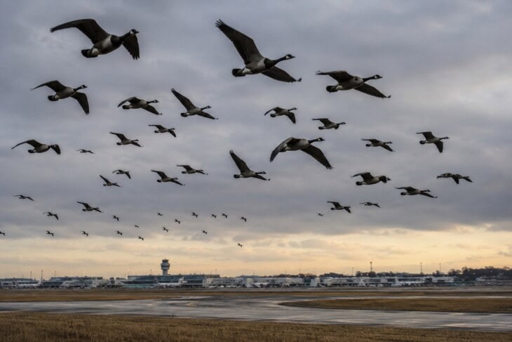 A large flock of Canada geese in low-level flight over an urban area near an airport, viewed from below in overcast light