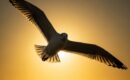 25 Aviation Books Every Enthusiast Should Read