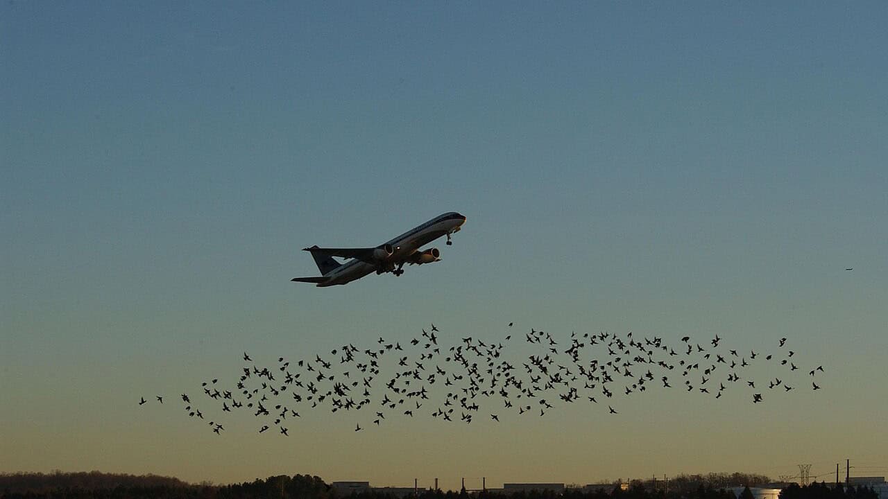 Airliner and flock of birds-16x9