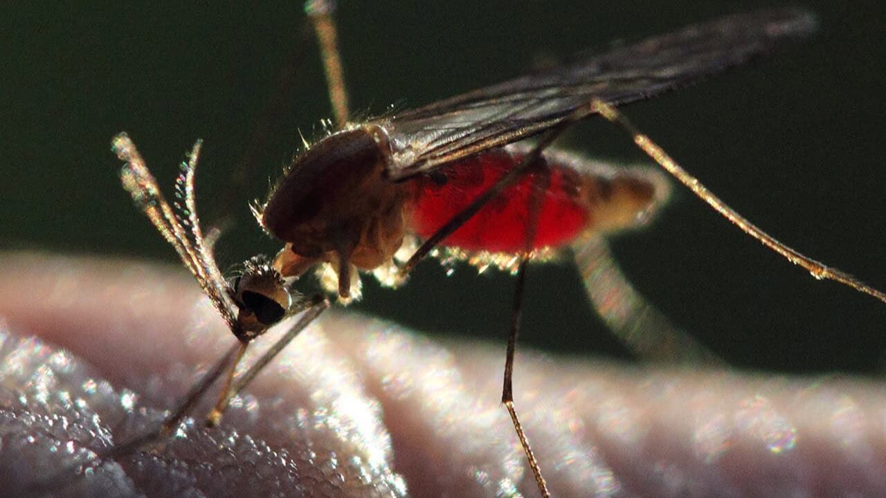 Anopheles mosquito