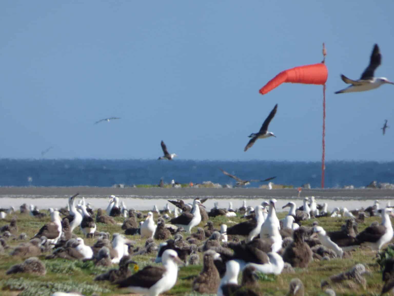 Albatrosses crowd the grass beside the Henderson Field runway on Midway Atoll under an orange windsock, with the Pacific Ocean behind