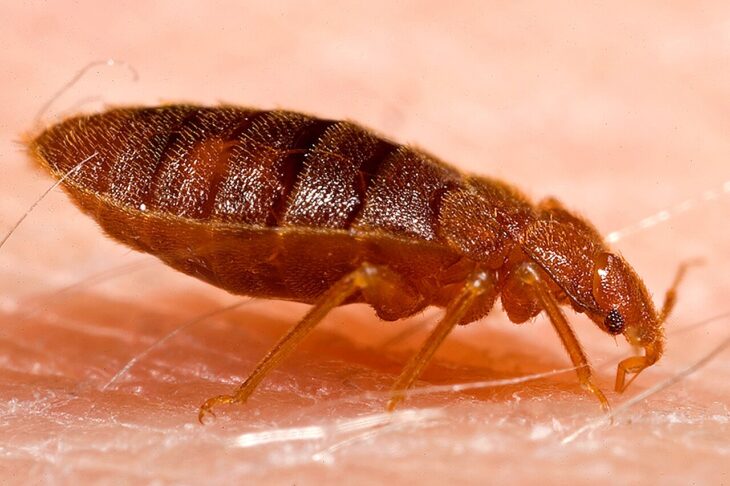 Adult bed bug