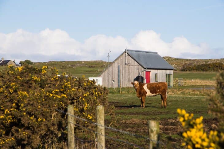 A cow stands in front of the wooden Coll Aerodrome building among gorse and fields