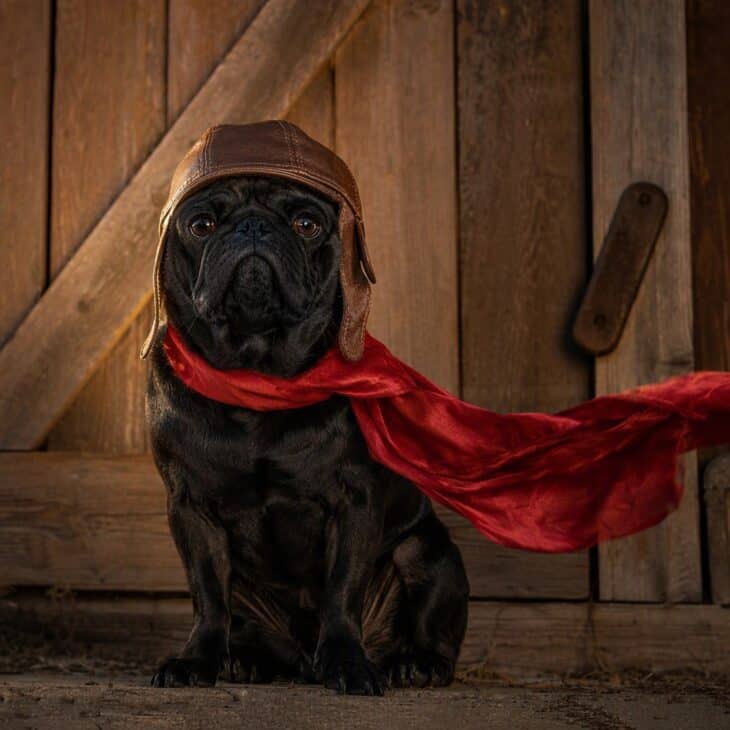 A black pug in a brown leather helmet and a long red scarf.
